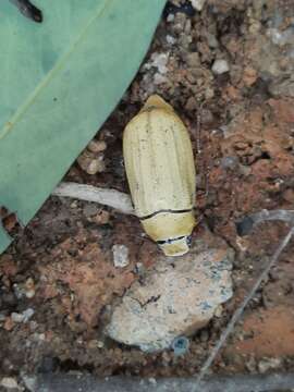 Imagem de Cyphochilus apicalis Waterhouse 1867