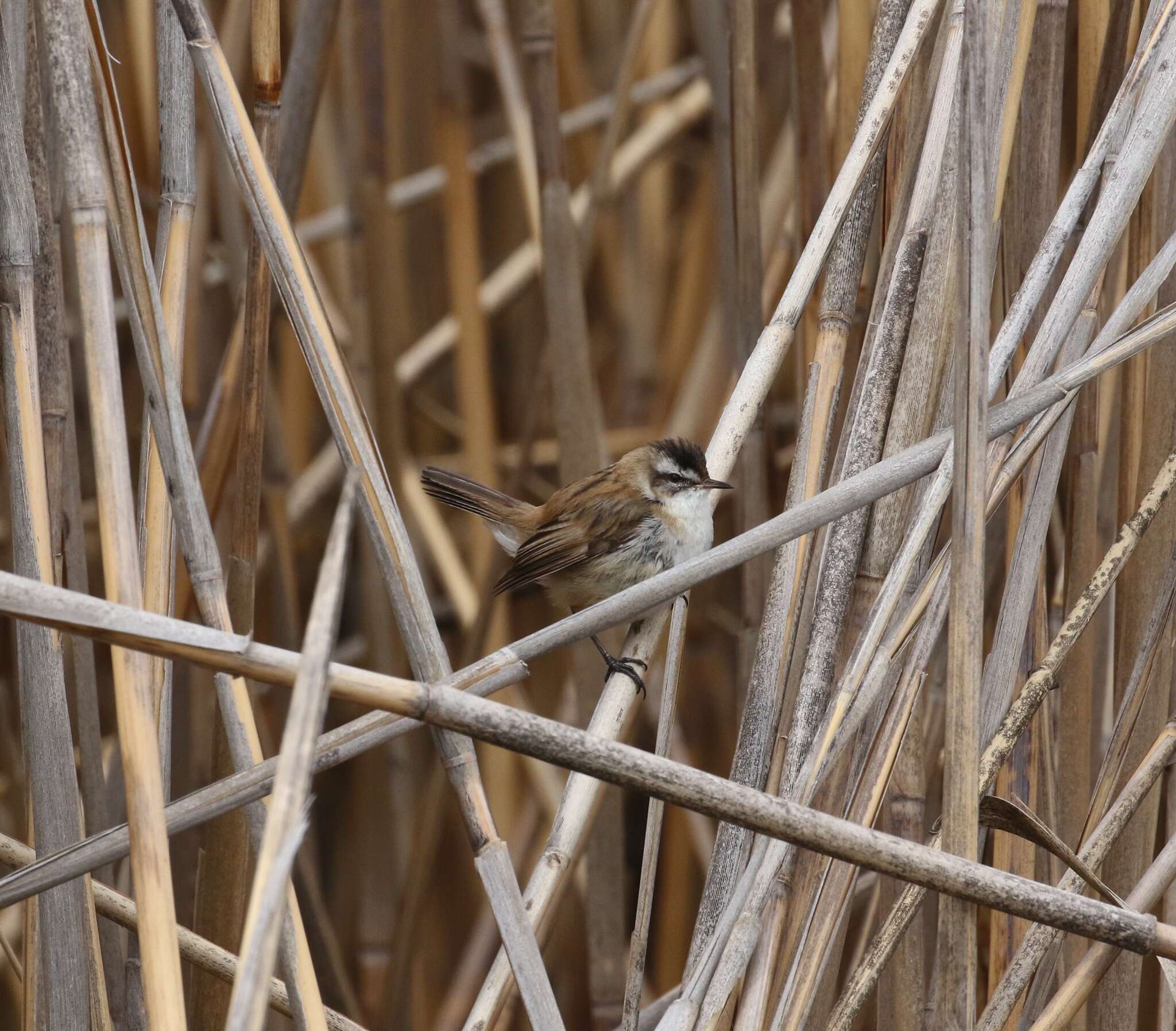 Image of Moustached Warbler