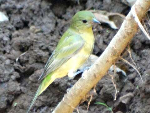 Image of Painted Bunting