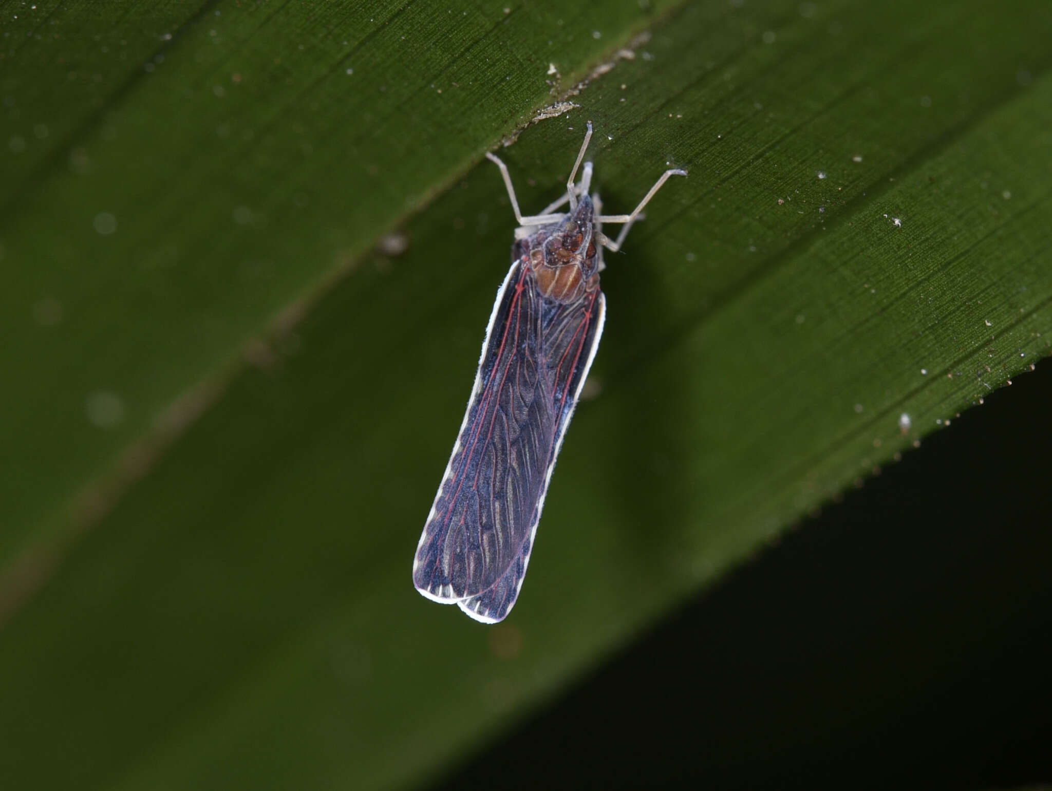 Image of Zoraida pterophoroides (Westwood 1851)