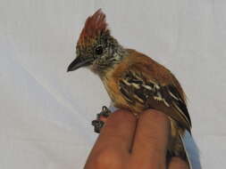 Image of Black-crested Antshrike