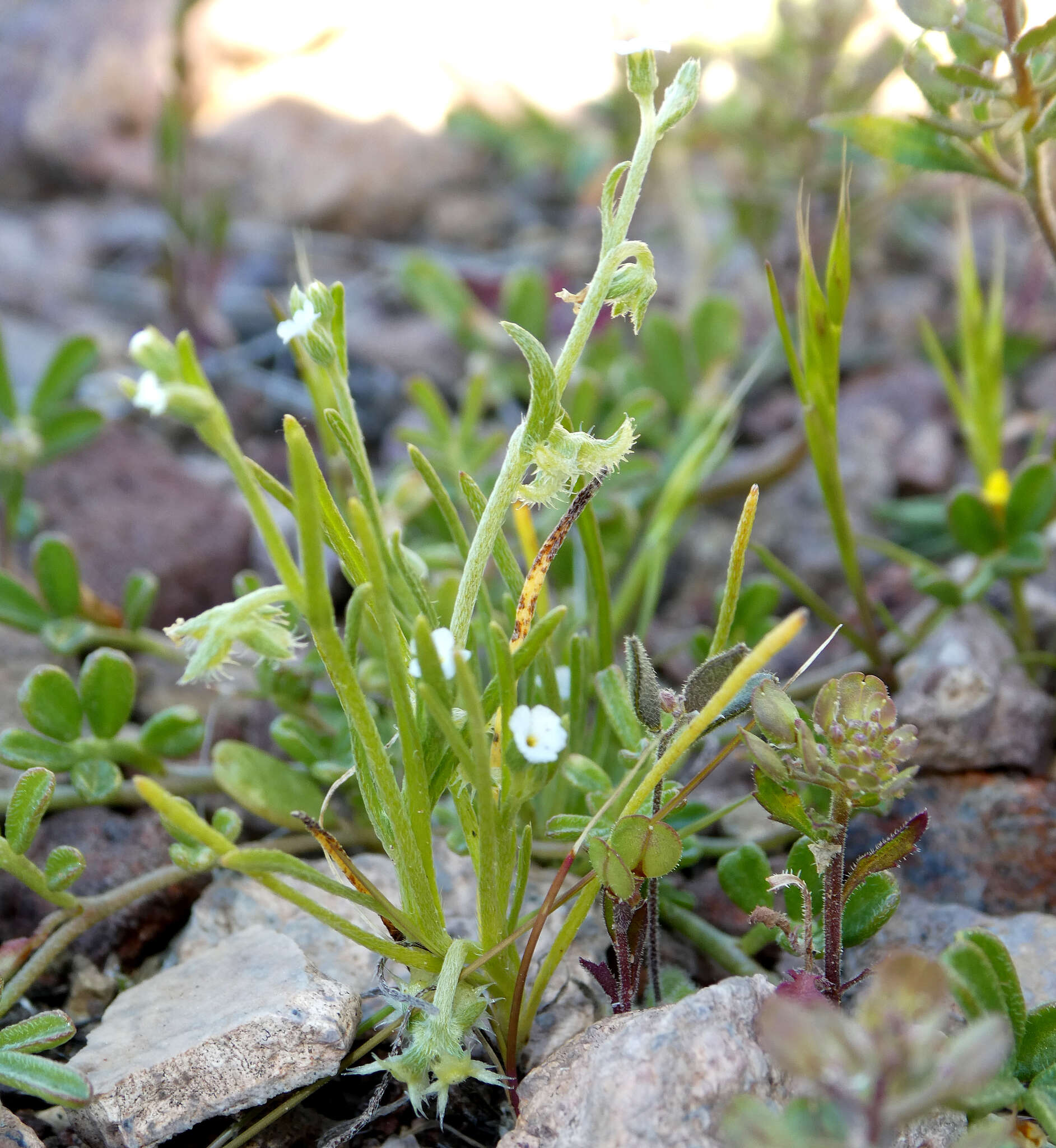 Image of broadfruit combseed