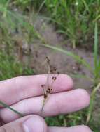 Imagem de Juncus alpinoarticulatus Chaix