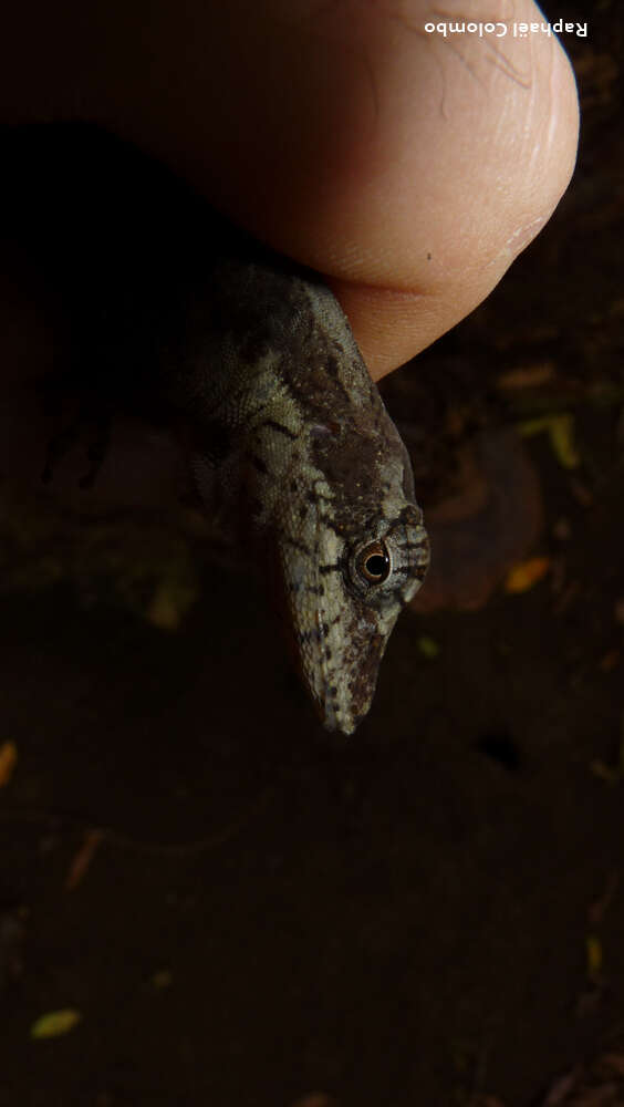 Image of Anolis bicaorum (Köhler 1996)