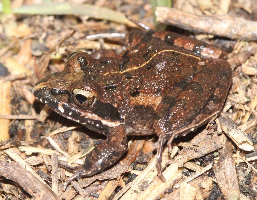 Image of Gray's Stream Frog