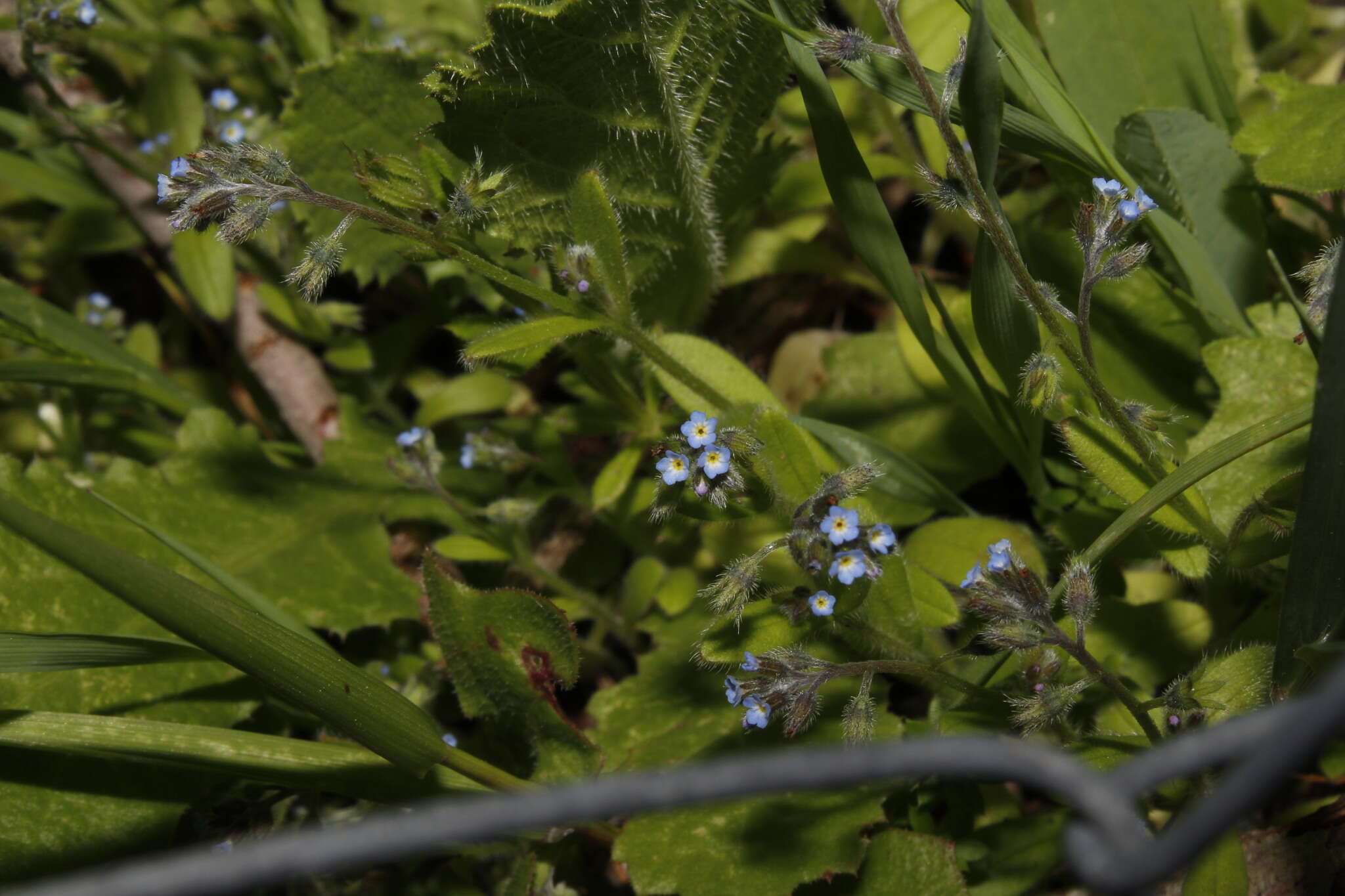 Image of Myosotis refracta subsp. refracta