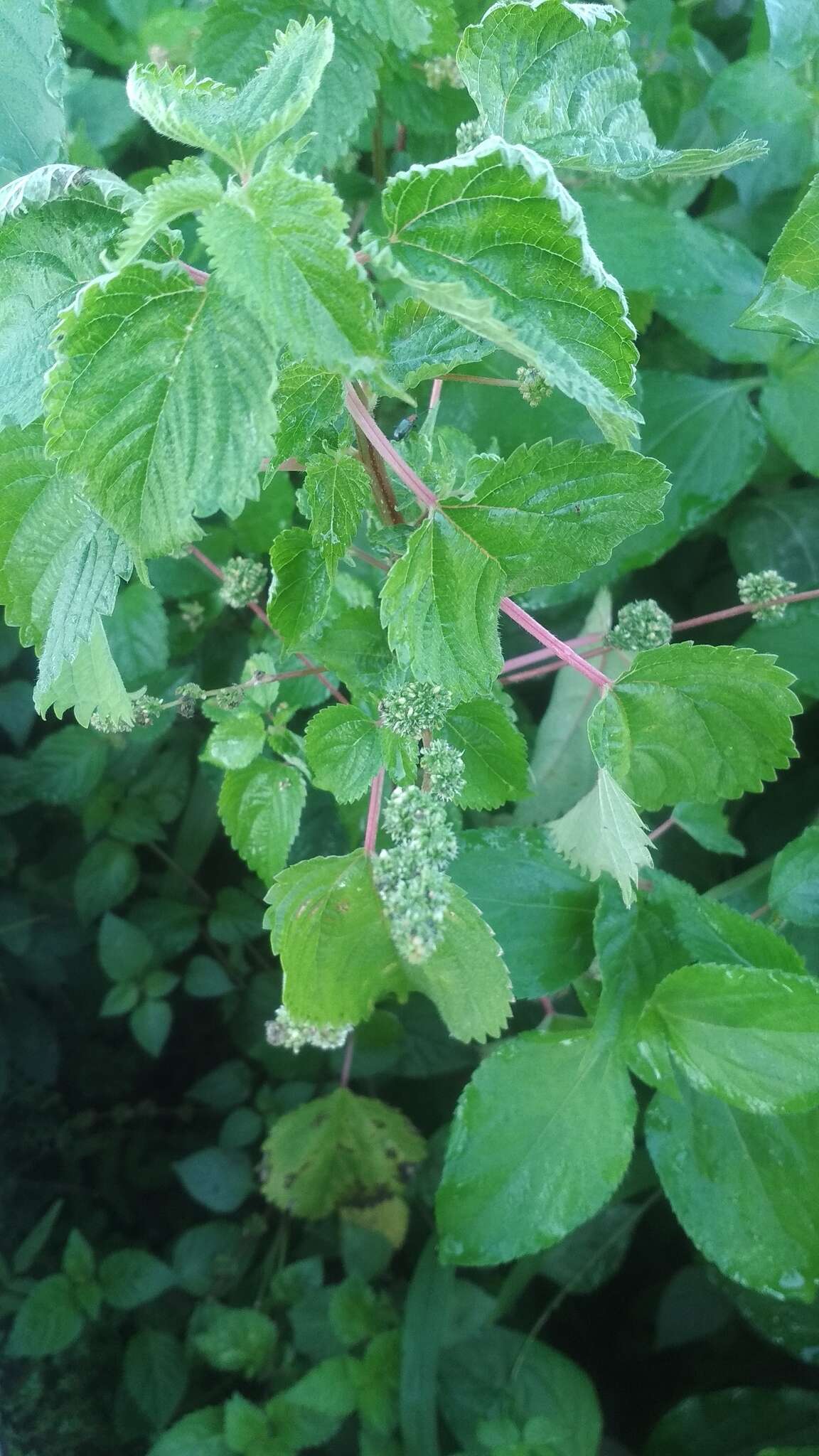 Image of Hawaii Wood-Nettle