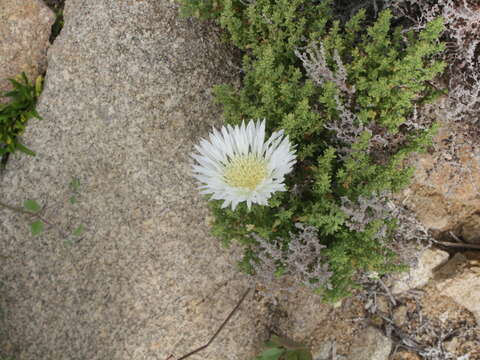 Image of Plectocephalus bridgesii