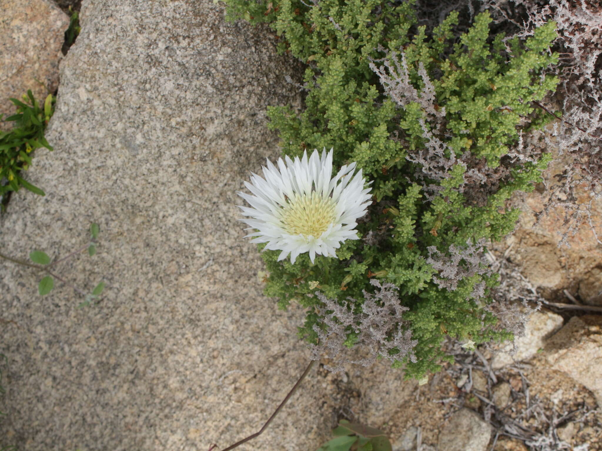 Imagem de Plectocephalus bridgesii