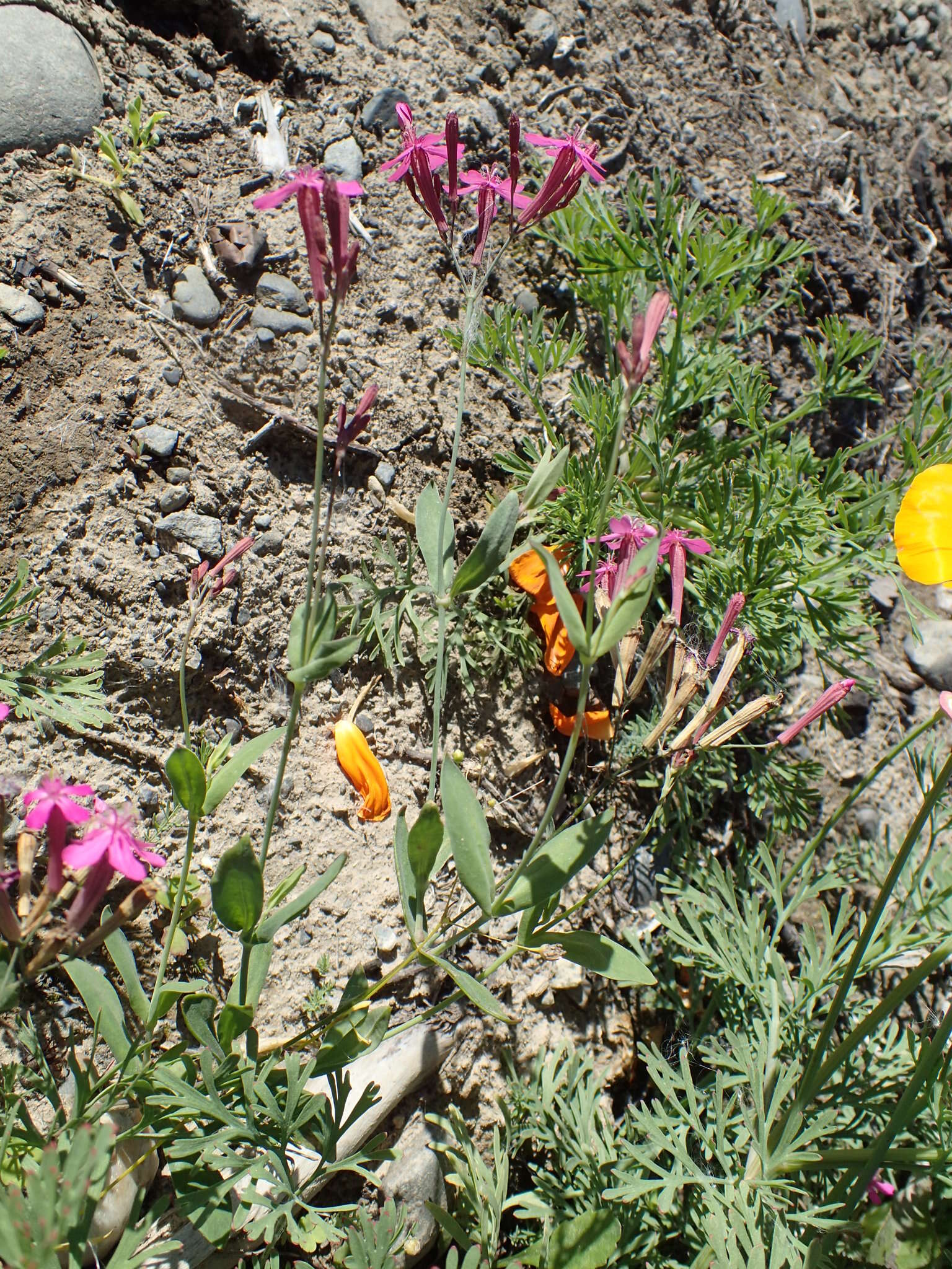 Atocion armeria (L.) Fourr. resmi