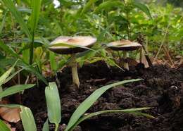 Image of Psilocybe subcubensis Guzmán 1978