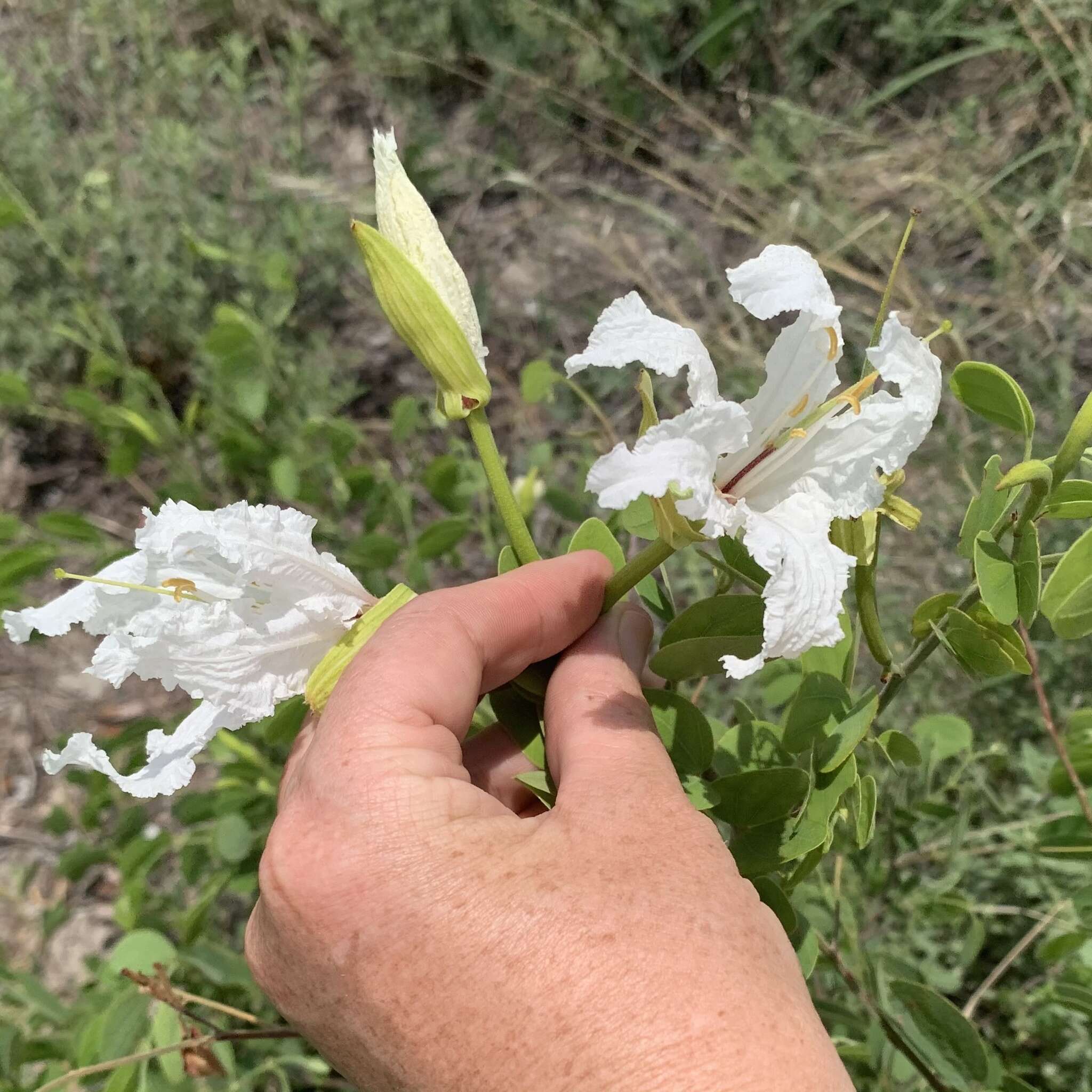 Image of Kalahari bauhinia