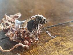 Image of Ophiocordyceps sphecocephala (Klotzsch ex Berk.) G. H. Sung, J. M. Sung, Hywel-Jones & Spatafora 2007