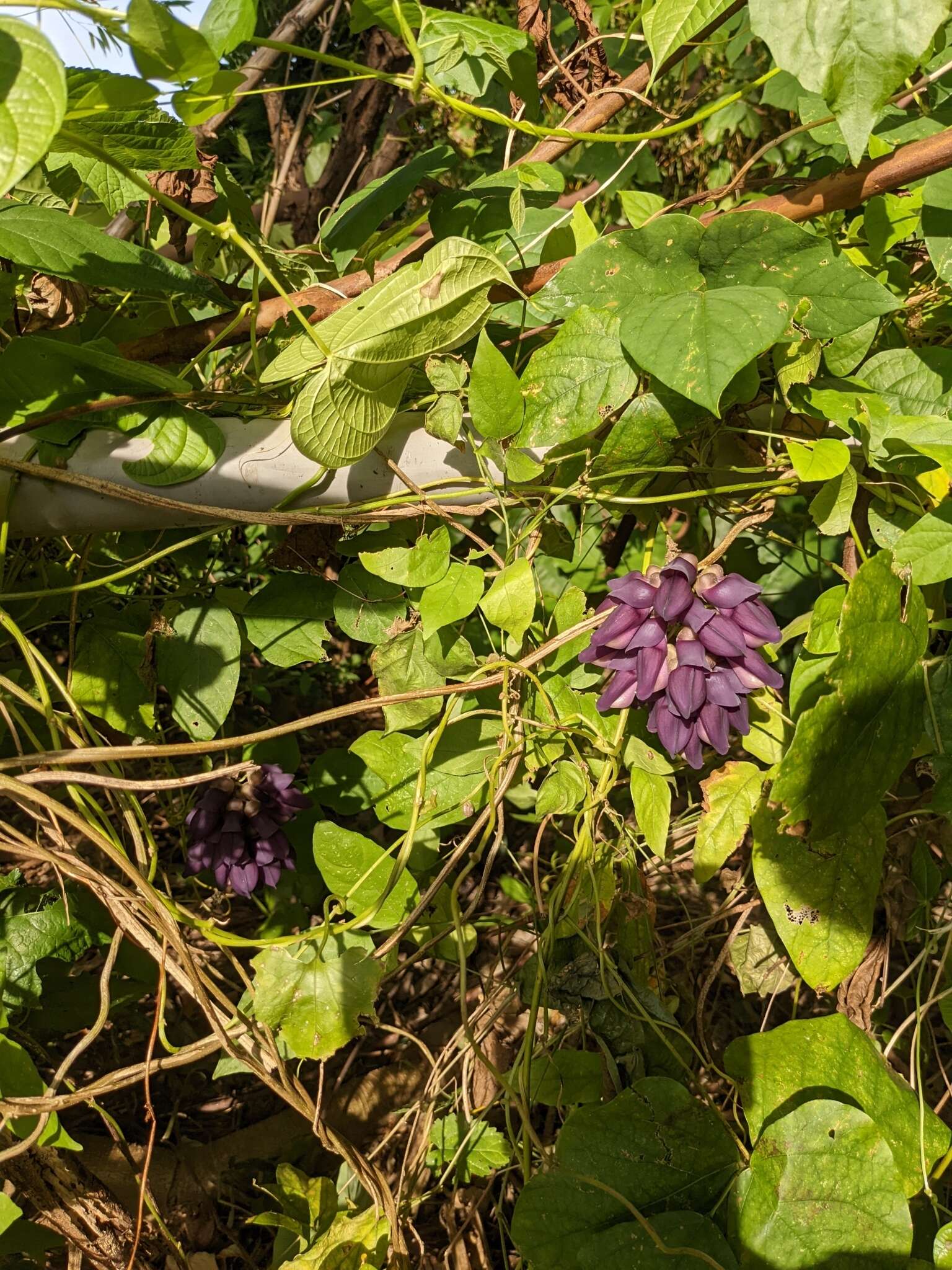 Image of Mucuna membranacea Hayata