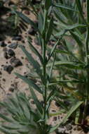 Image of Pimelea simplex subsp. continua (J. Black) Threlfall