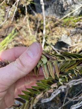 Image of narrowleaf swordfern