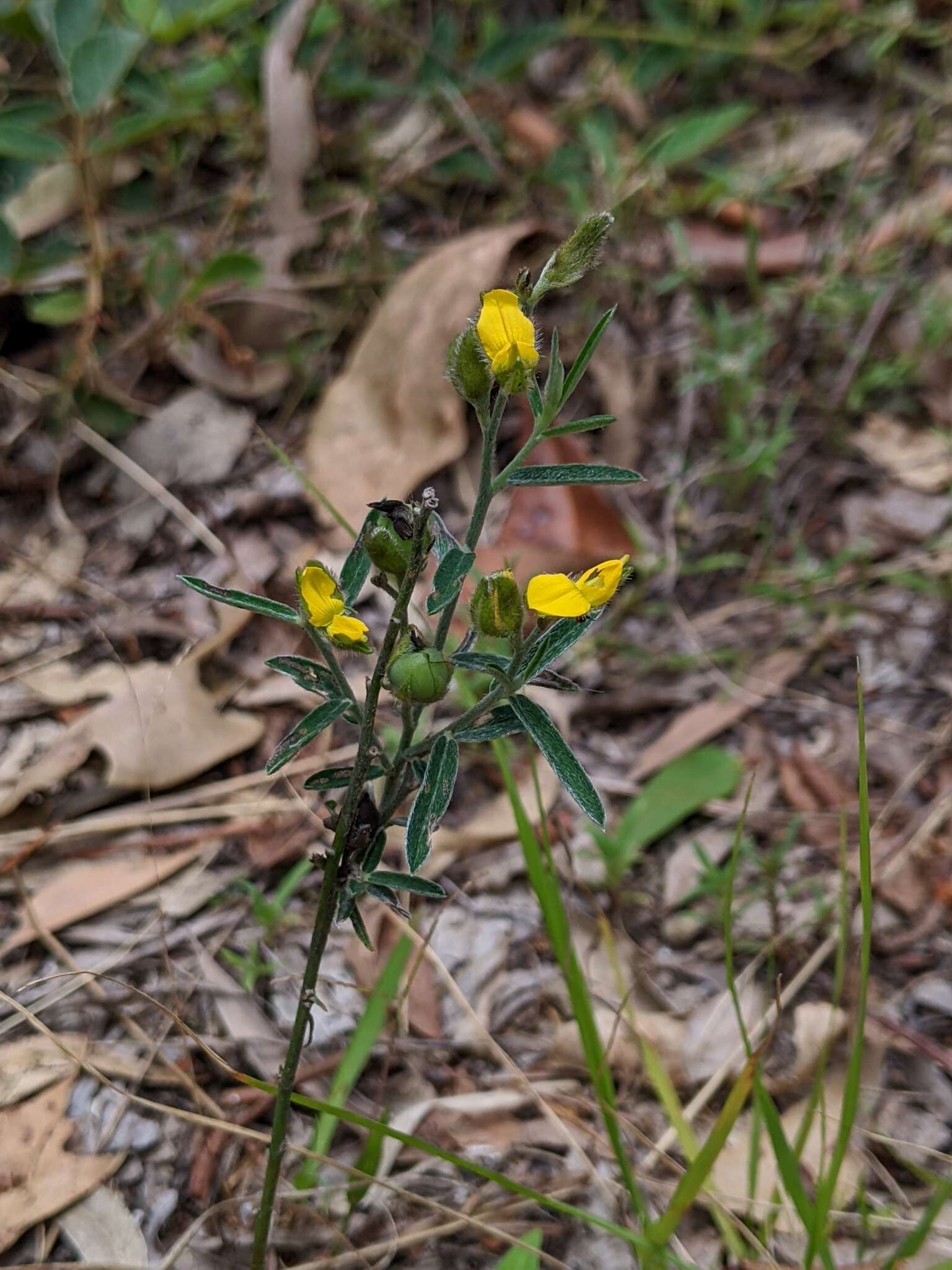 Слика од Crotalaria brevis Domin