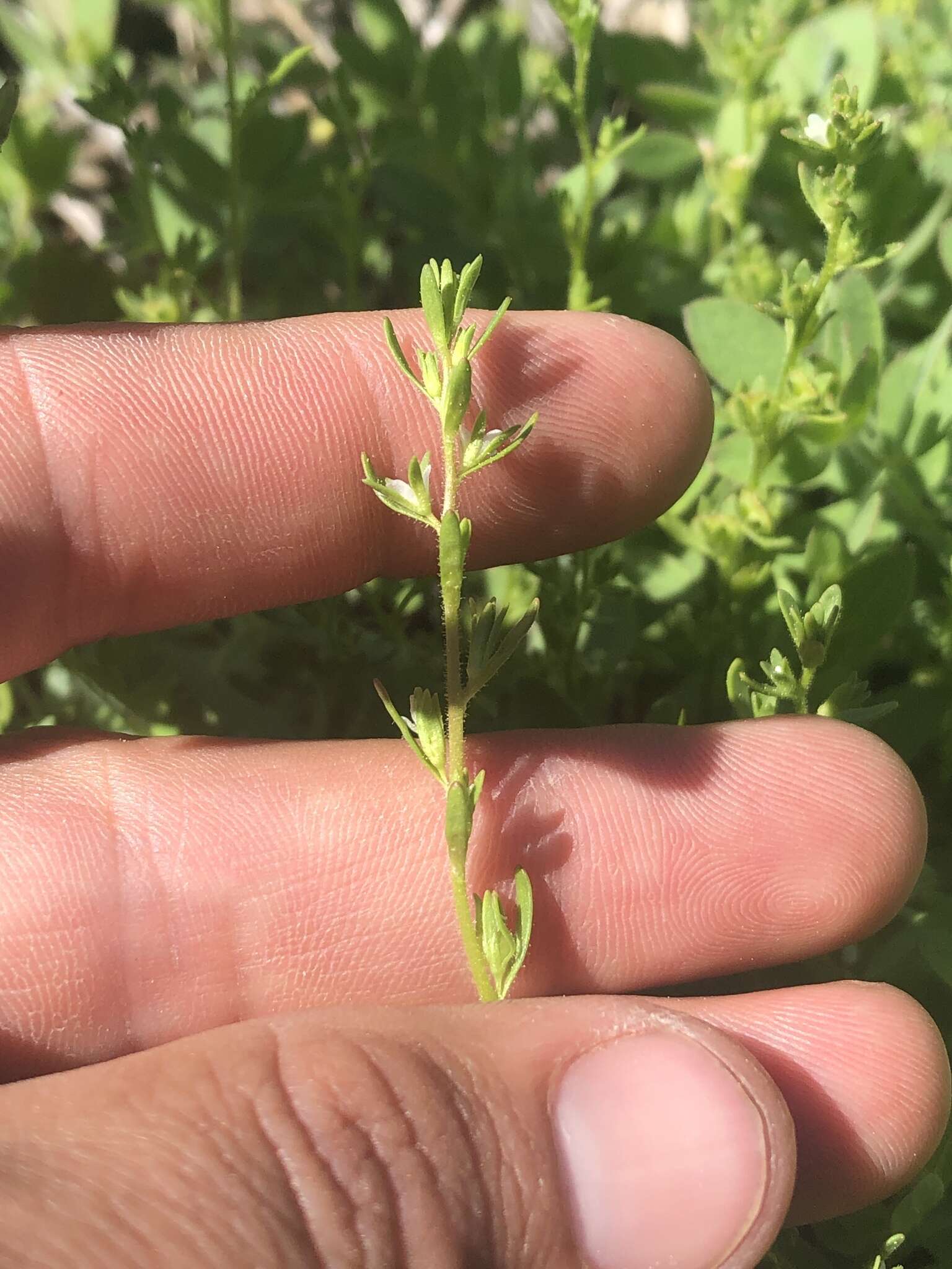 Image of hairy purslane speedwell