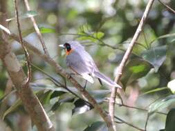 Image of Spectacled Monarch