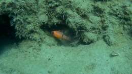 Image of Barred Cardinalfish