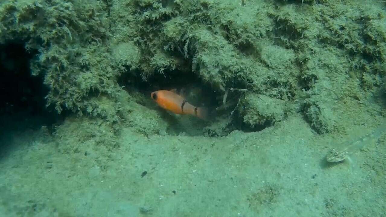 Image of Barred Cardinalfish