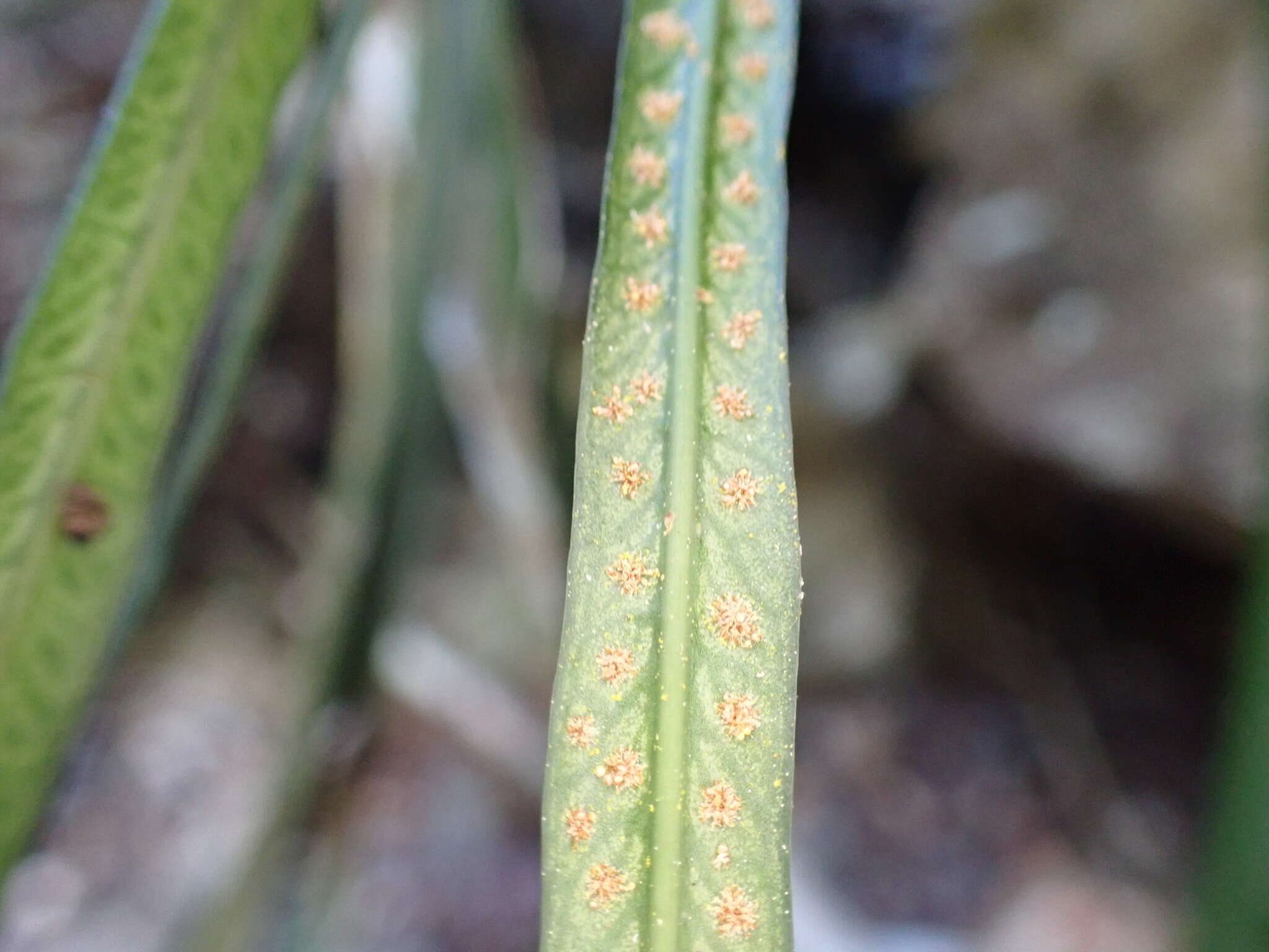 Image of narrow strapfern