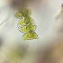 Image of Staurastrum avicula