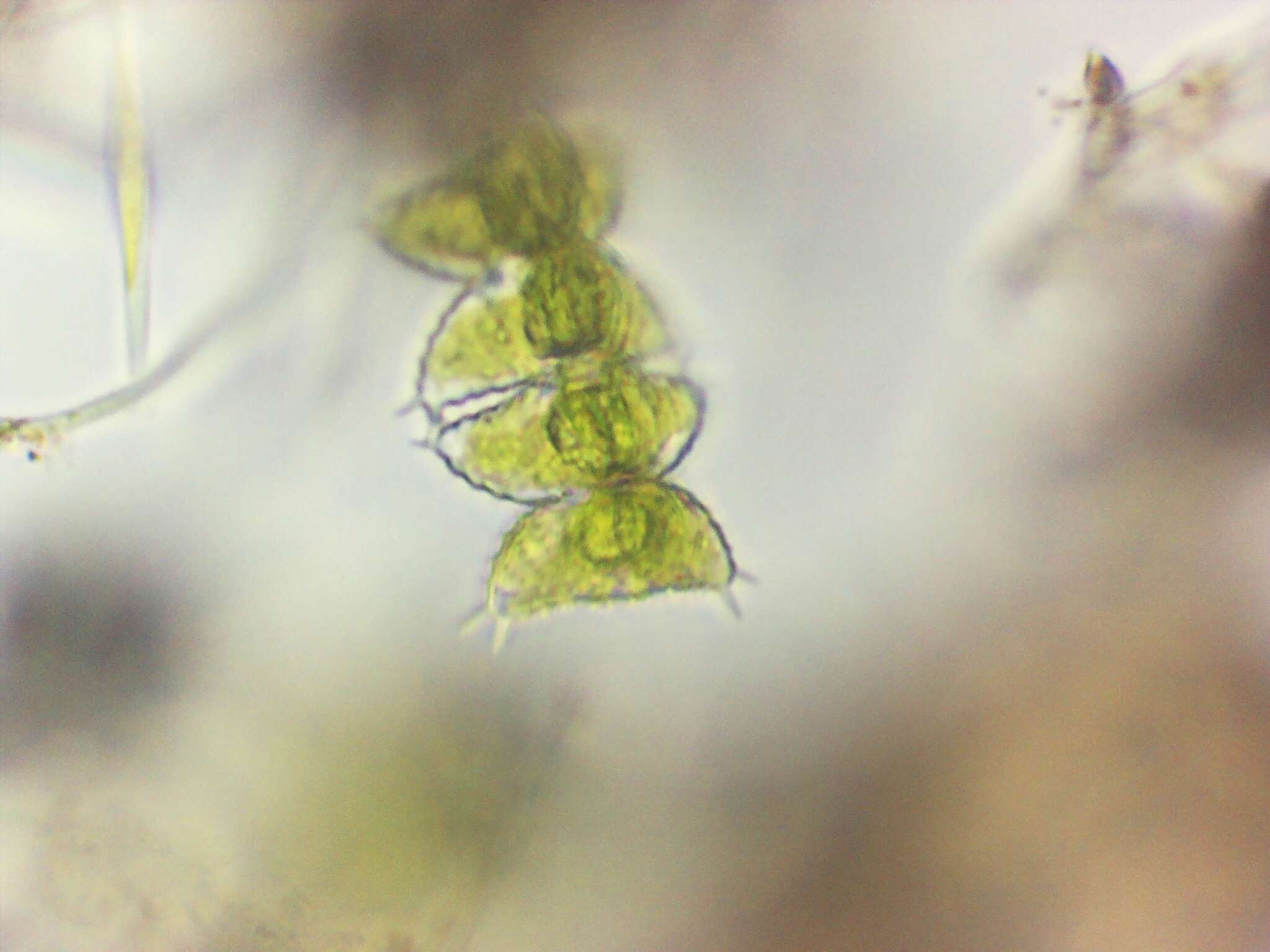 Image of Staurastrum avicula