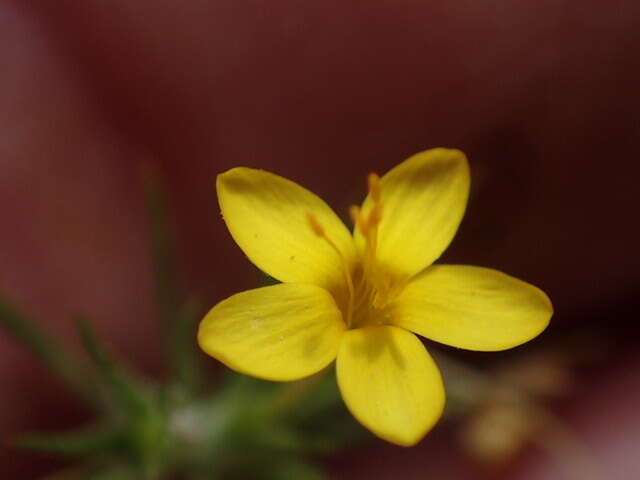 Image of bristly linanthus