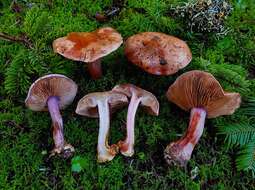 Image of Cortinarius lilaciotinctus Garnica & Ammirati 2011