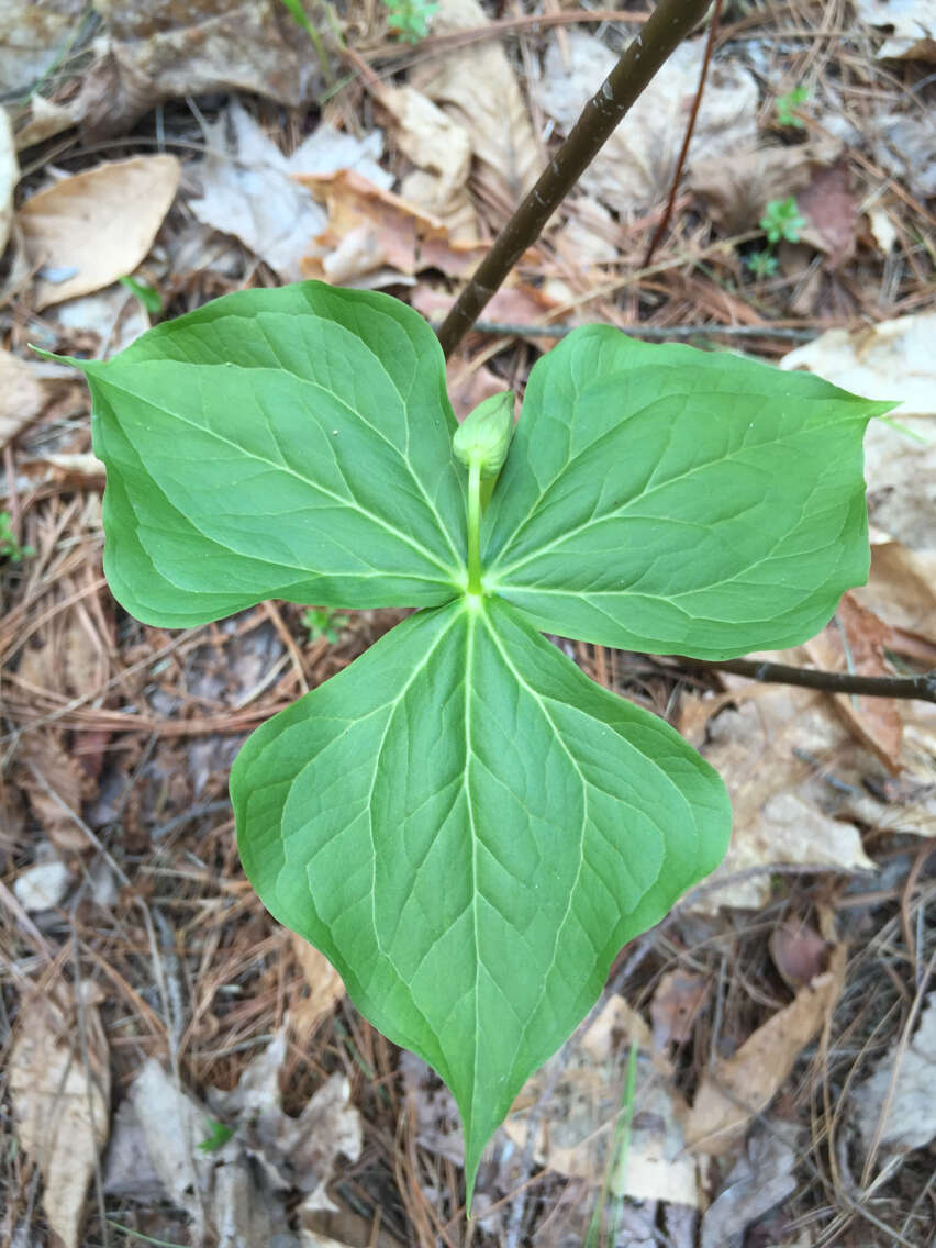 Image of red trillium