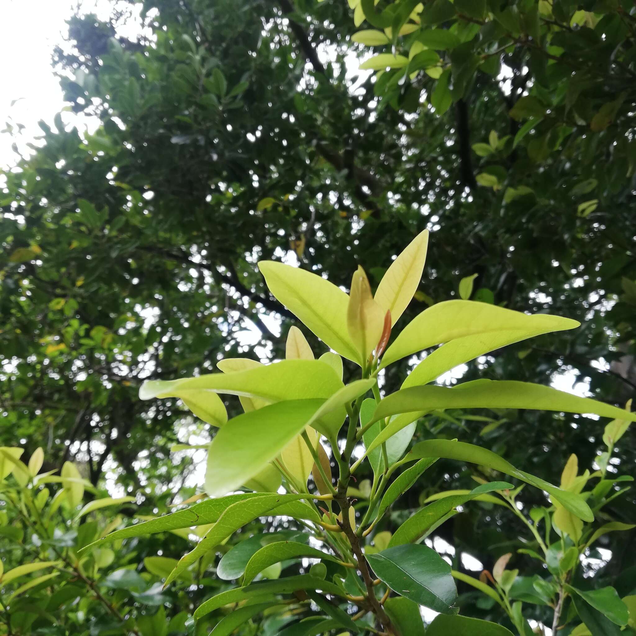 Image de Erythroxylum sideroxyloides Lam.