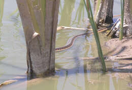 Слика од Thamnophis sirtalis dorsalis (Baird & Girard 1853)