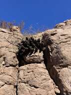 Image of Arizona Hedgehog Cactus