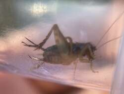 Image of Cuban Ground Cricket