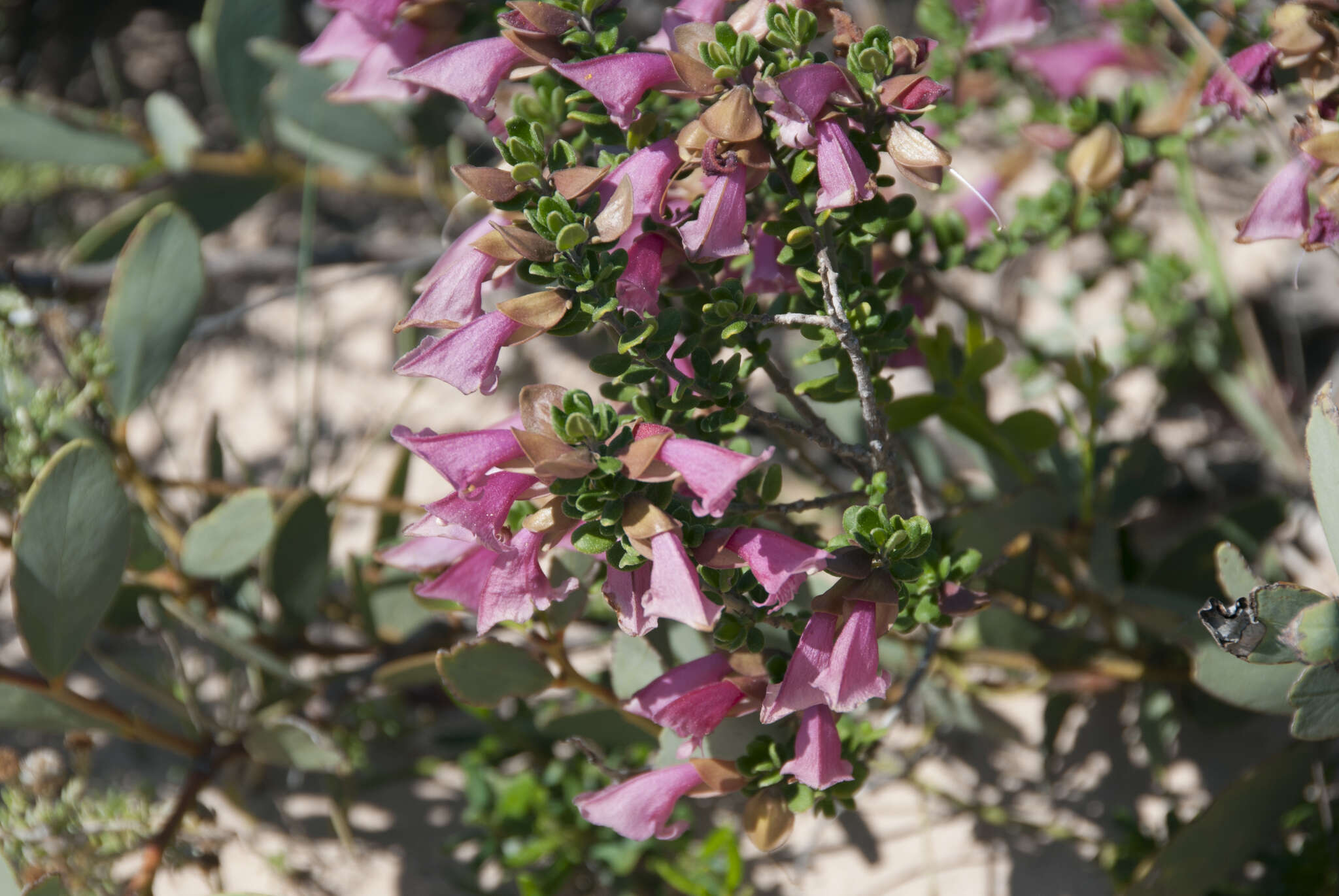 Prostanthera calycina F. Muell. ex Benth. resmi