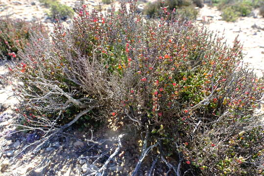 Слика од Salicornia xerophila (Toelken) Piirainen & G. Kadereit