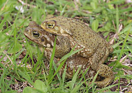 Image of Argentine toad