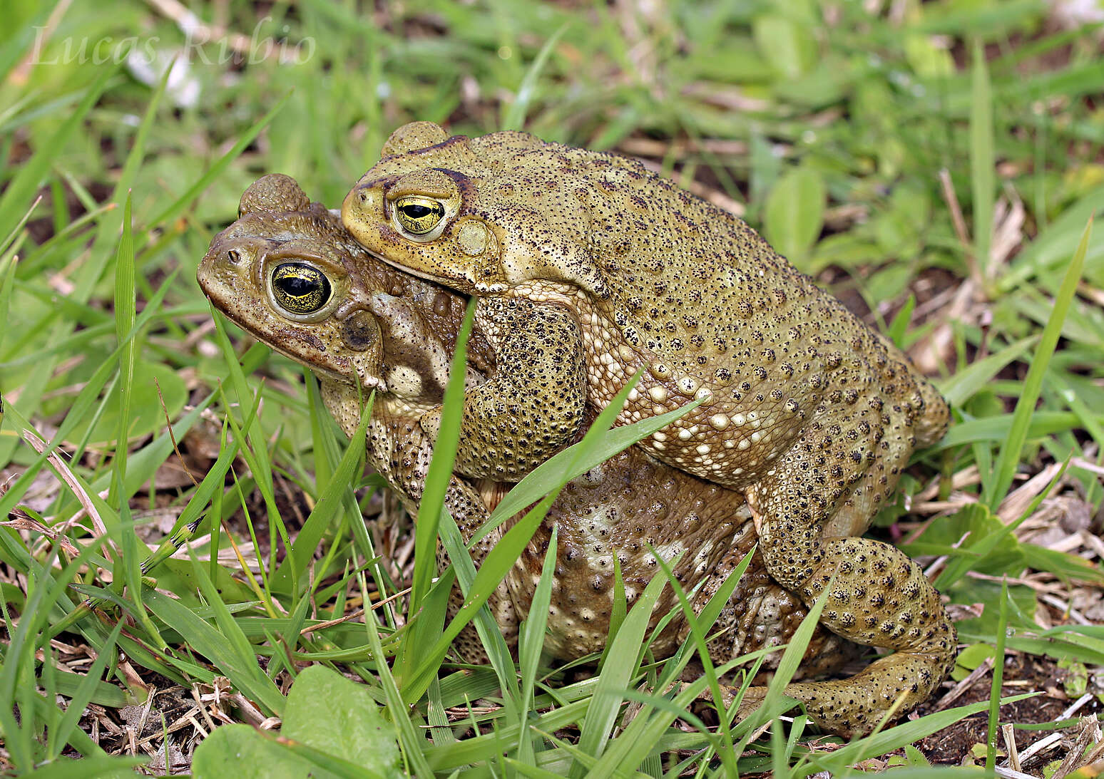 Image de Rhinella arenarum (Hensel 1867)