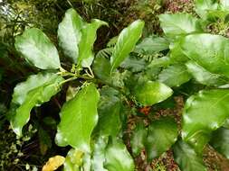 Imagem de Coprosma grandifolia Hook. fil.