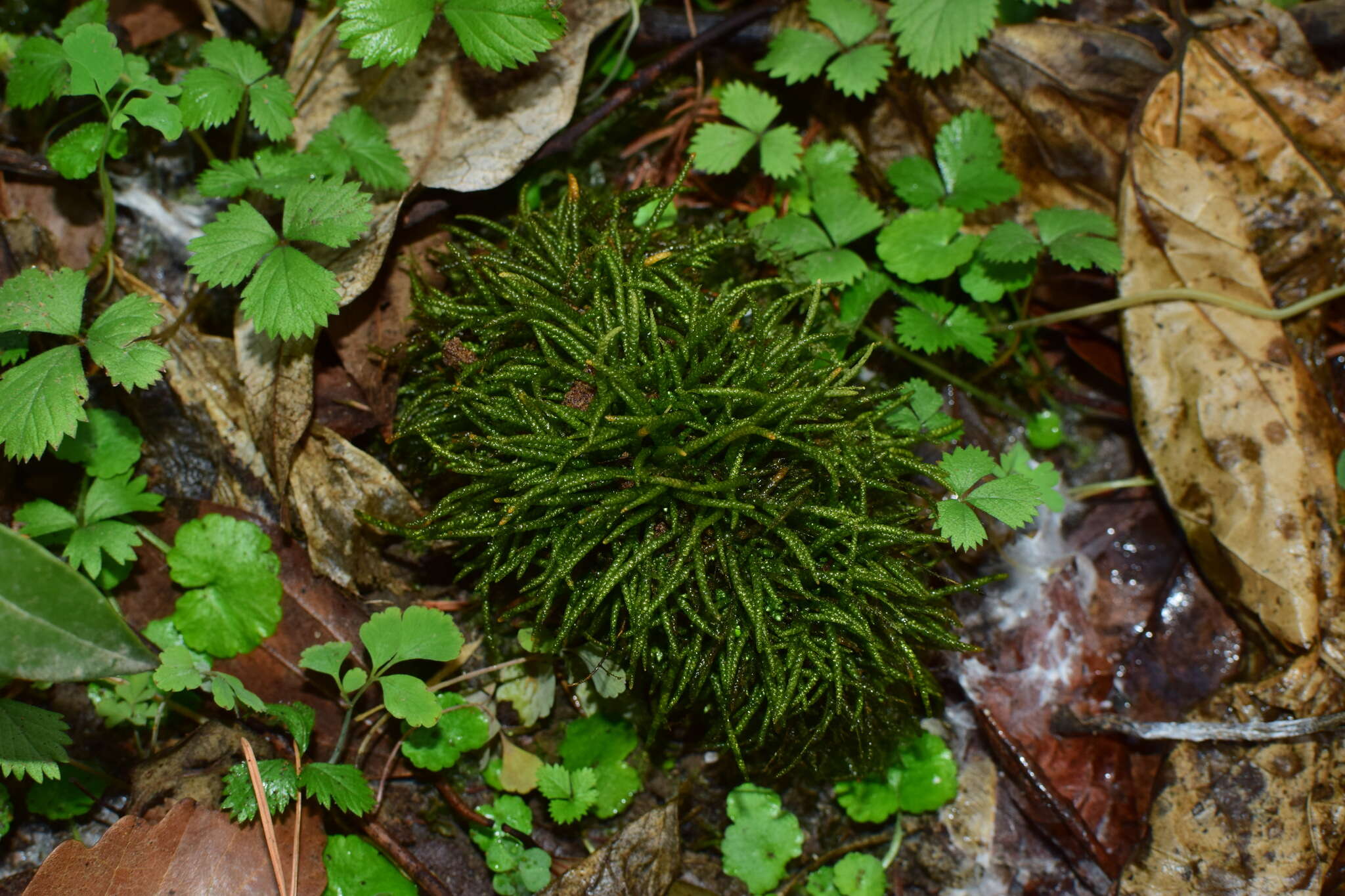Image of myuroclada moss
