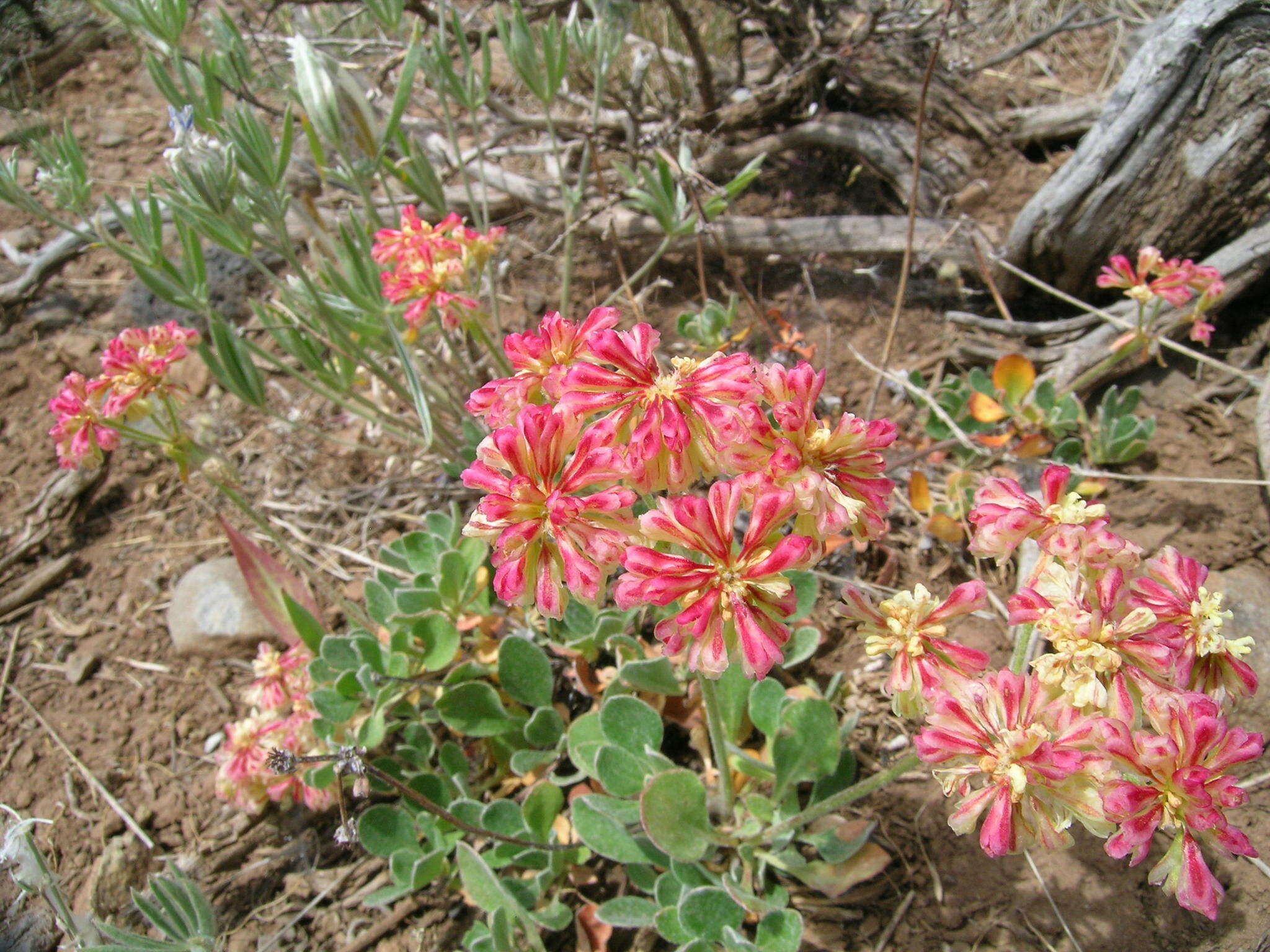 Image of sulphur-flower buckwheat