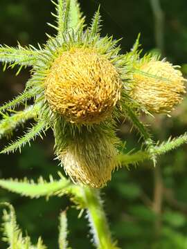 Image of Cirsium carniolicum Scop.