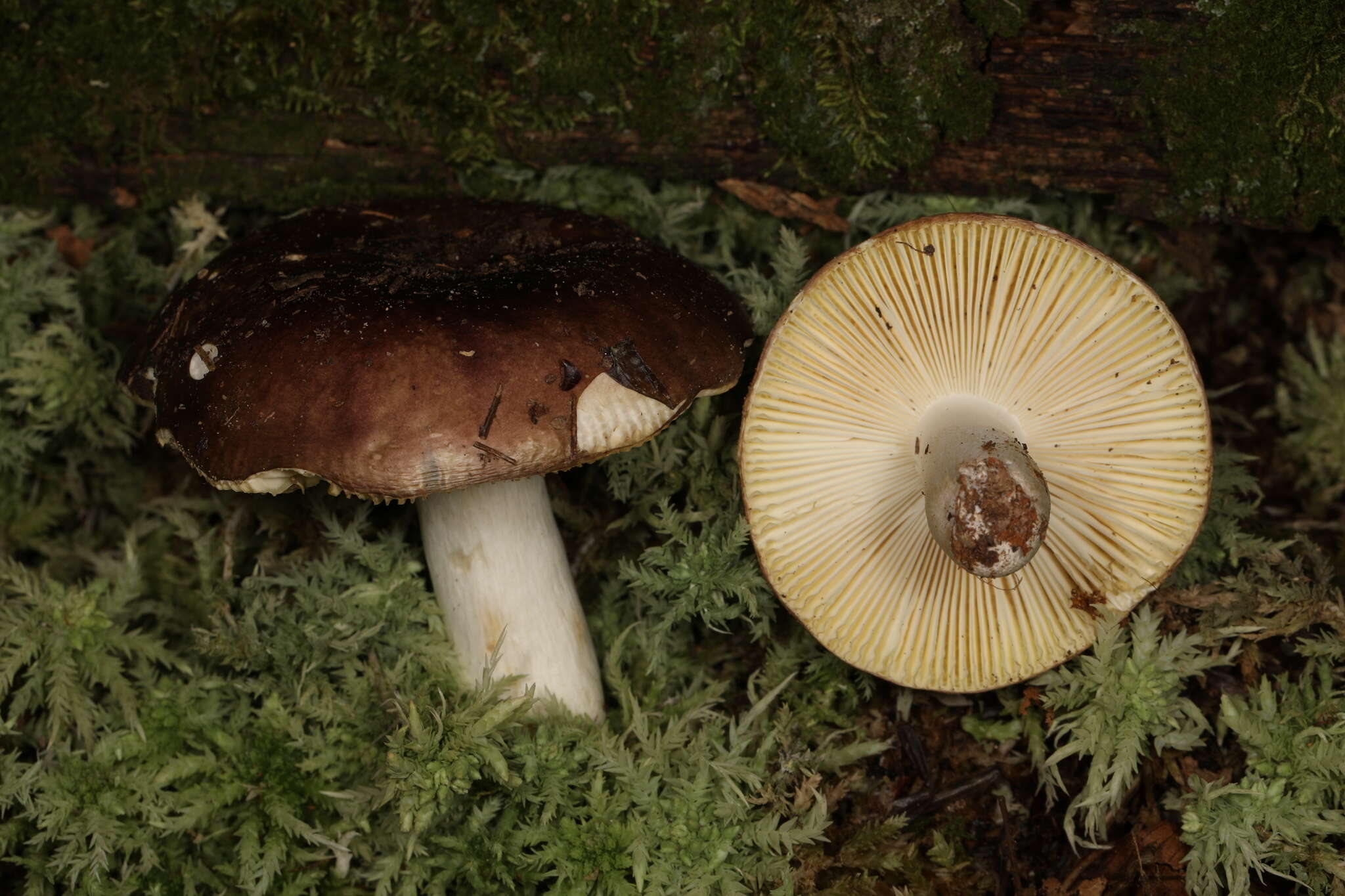 Image of Russula atropurpurea (Krombh.) Britzelm. 1893