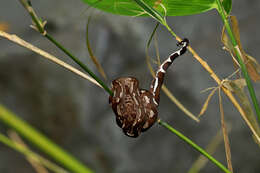 Image of Fiji Island Boa