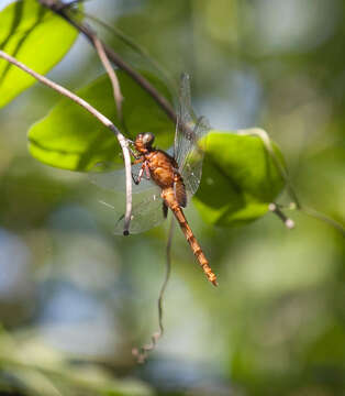 Image of Erythemis mithroides (Brauer 1900)