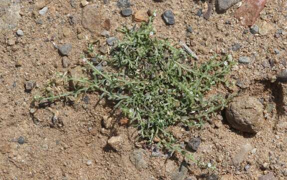 Image of sagebrush combseed