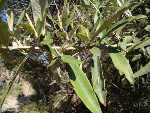 صورة Tarchonanthus littoralis