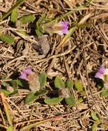 Blepharis integrifolia (L. fil.) E. Mey. & Drege resmi