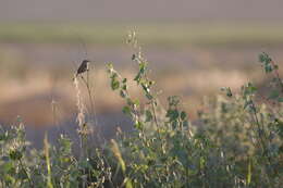 صورة Argya altirostris (Hartert 1909)